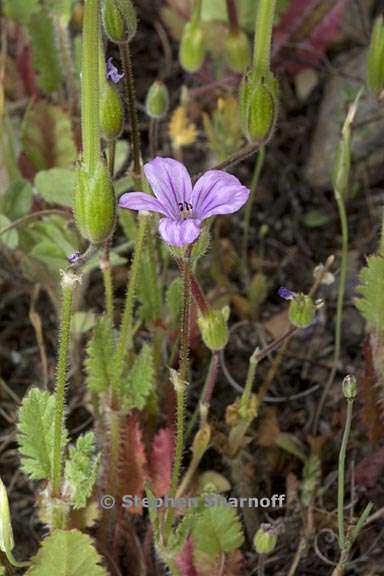 erodium botrys 3 graphic